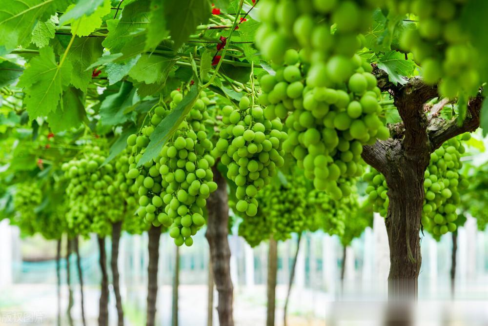 农村水果种植的前景与挑战 一场需要理性与热情并存的农业创业