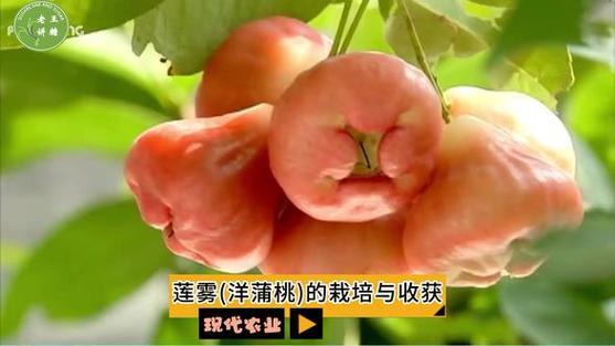 水果种植 从栽培到收获的完整指南