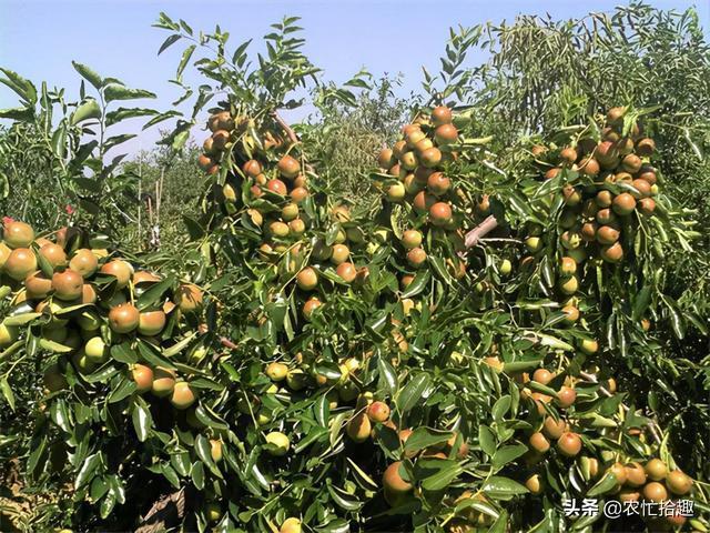 果子脆甜爽口，产地却卖不动，农民 专卖外地人——水果种植的困局与突围