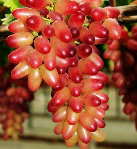 世界上最奇葩的5种水果 一种吃100个不饱，另一种穷人吃不起