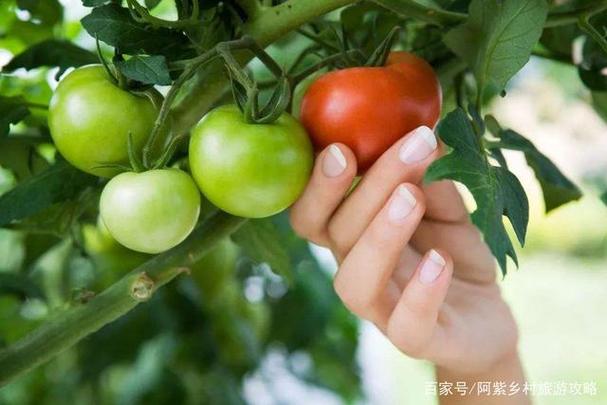 五一去哪儿？顺义牛栏山大胡子采摘园，果蔬成熟季等你来摘！