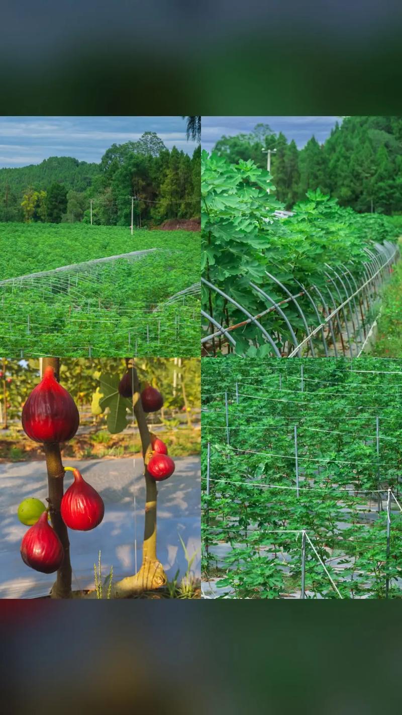聚欢缘水果种植合作社 超值团购限时抢购，入园畅吃单人采摘，尽享水果盛宴