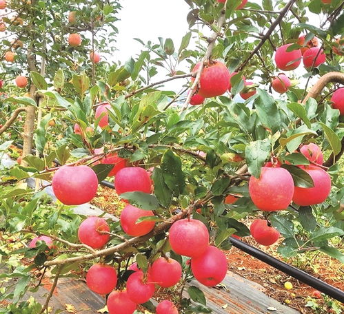 东川无花果与石林苹果荣膺国字号头衔 水果种植界的荣耀时刻