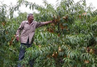 农业种植什么水果树致富项目 探索高收益水果种植之路